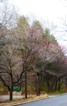 千山景区内公路一侧春天的桃树