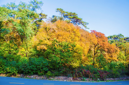 千山景区内公路一侧的秋天的树林