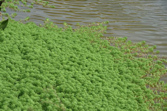 水草