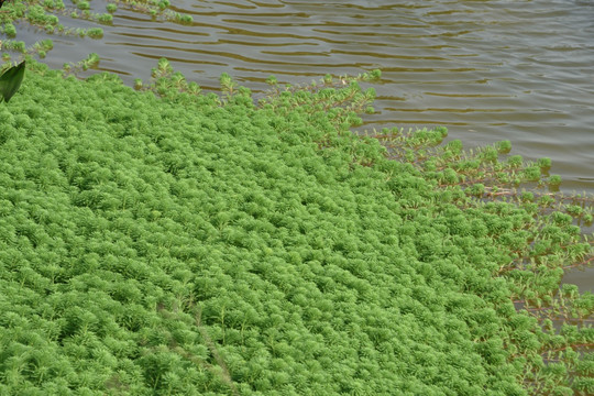 水草