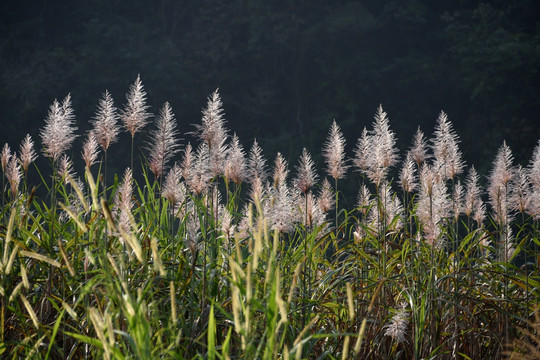 野草花