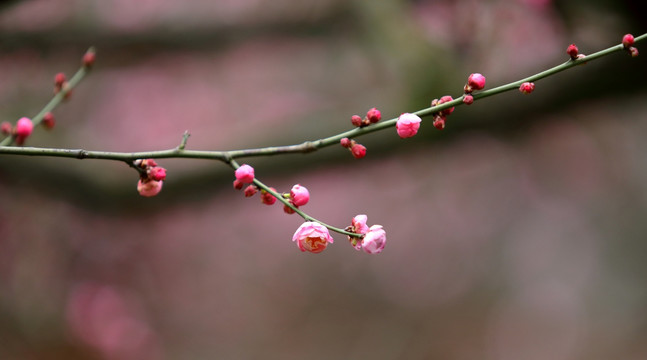 梅花高清特写