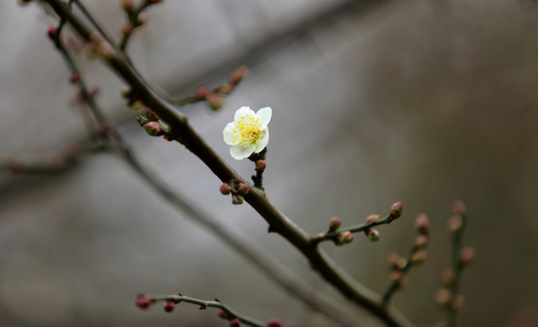 梅花特写