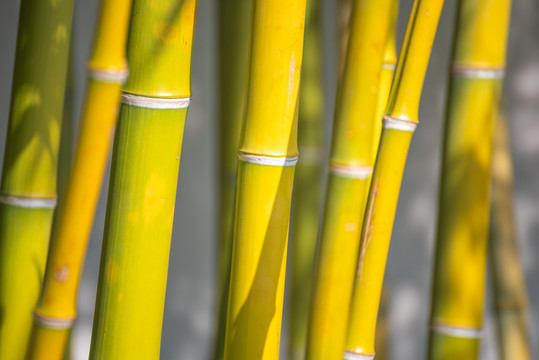 苏州拙政园的竹子