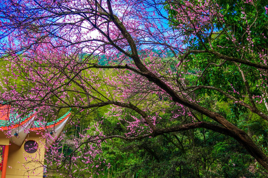 樱花