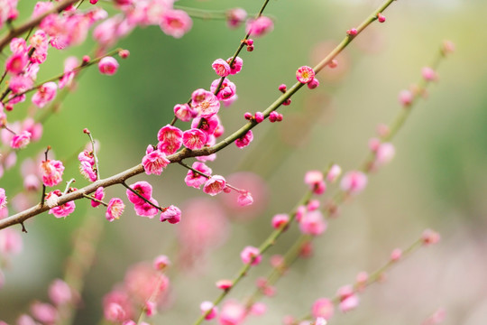 开放的梅花