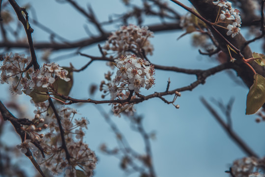 茶花