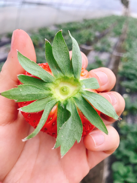 草莓