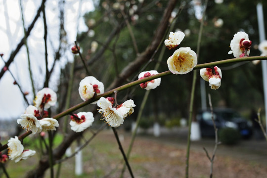 梅花