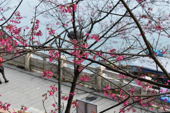 樱花特写