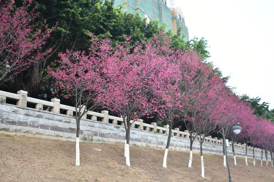 樱花树