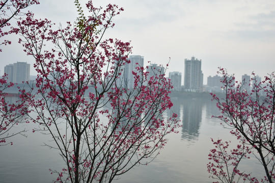 樱花