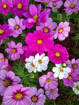 波斯菊