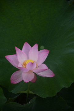荷花特写