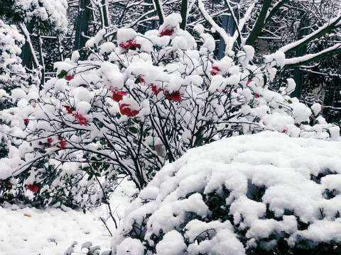 冬日厚雪