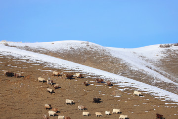 雪山上的羊群