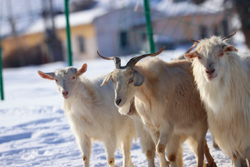 雪原上的羊群