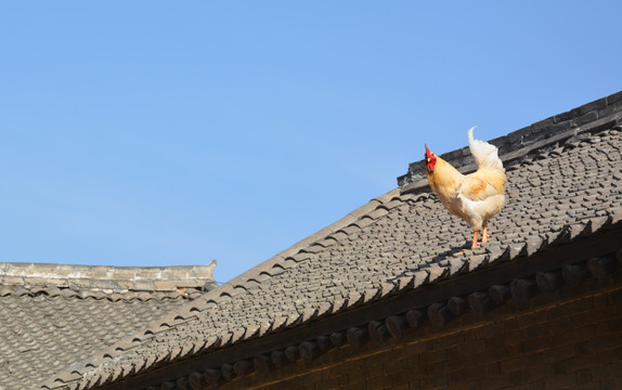 屋檐上的鸡