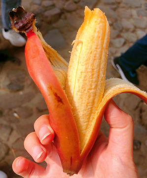 红香蕉