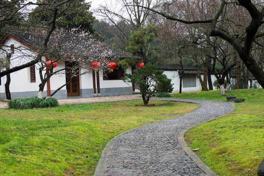 春节杭州灵峰探梅