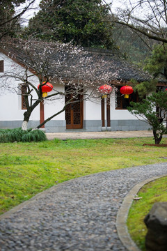 春节杭州灵峰探梅