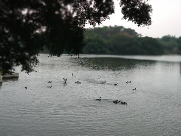 流花湖公园景观