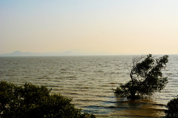 深圳湾风景