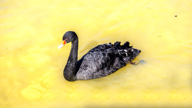 湿地公园黑天鹅