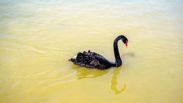 湿地公园黑天鹅