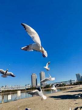 海鸥