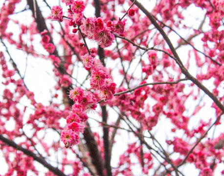 梅花