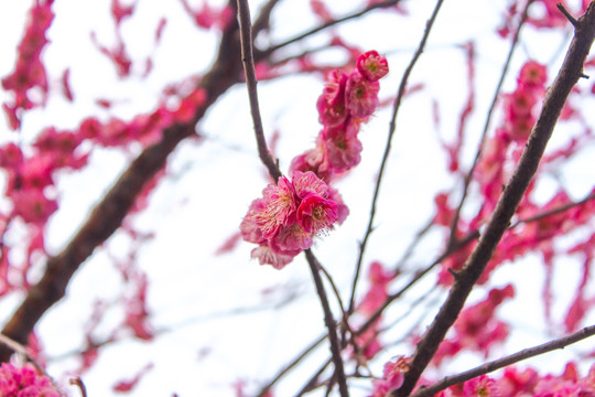 梅花