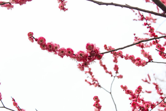 梅花