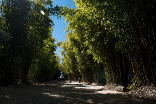 大理喜洲海舌生态公园竹林大道