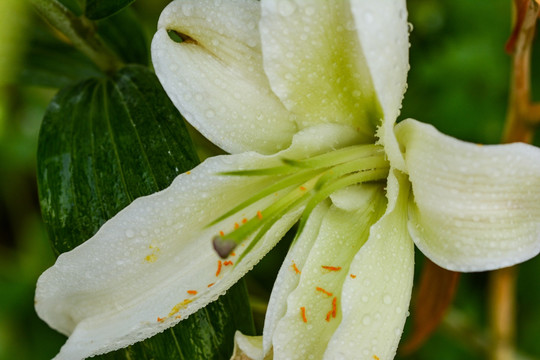 百合花