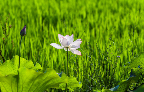 稻田荷花