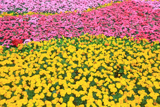 花墙花海