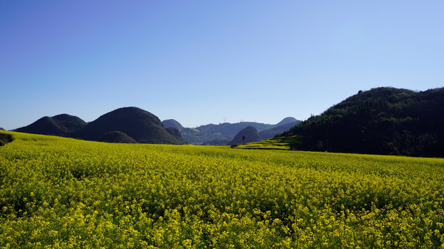 罗平油菜花