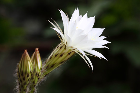 仙人球花