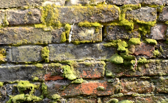 砖缝长满苔藓的墙