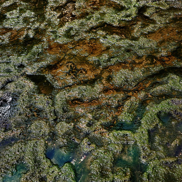 熔岩珊瑚