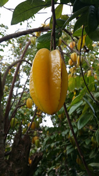 杨桃