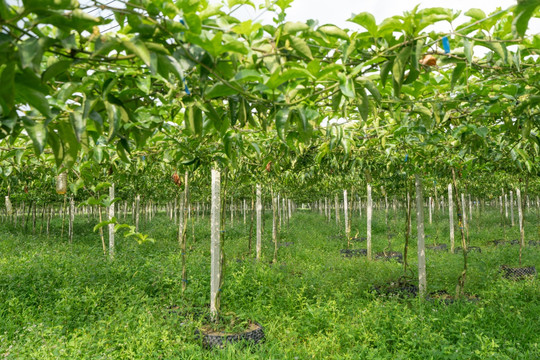 海南热带百香果种植基地