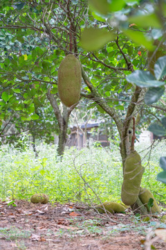 海南热带菠萝蜜水果种植基地