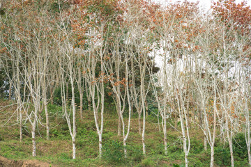 秋天的橡胶林落叶
