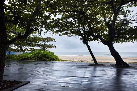 海边空旷的木平台与树