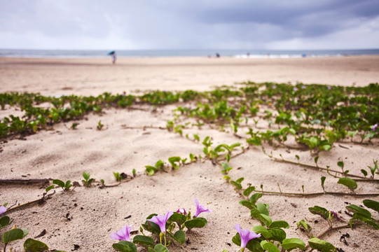 海边沙滩上盛开的野花