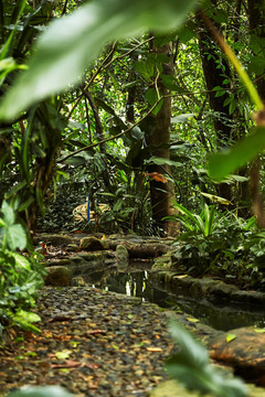 热带植物园中的溪流小径
