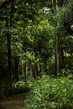 热带雨林中的小径
