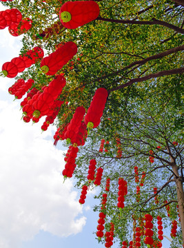 春节时期树枝上挂的红灯笼